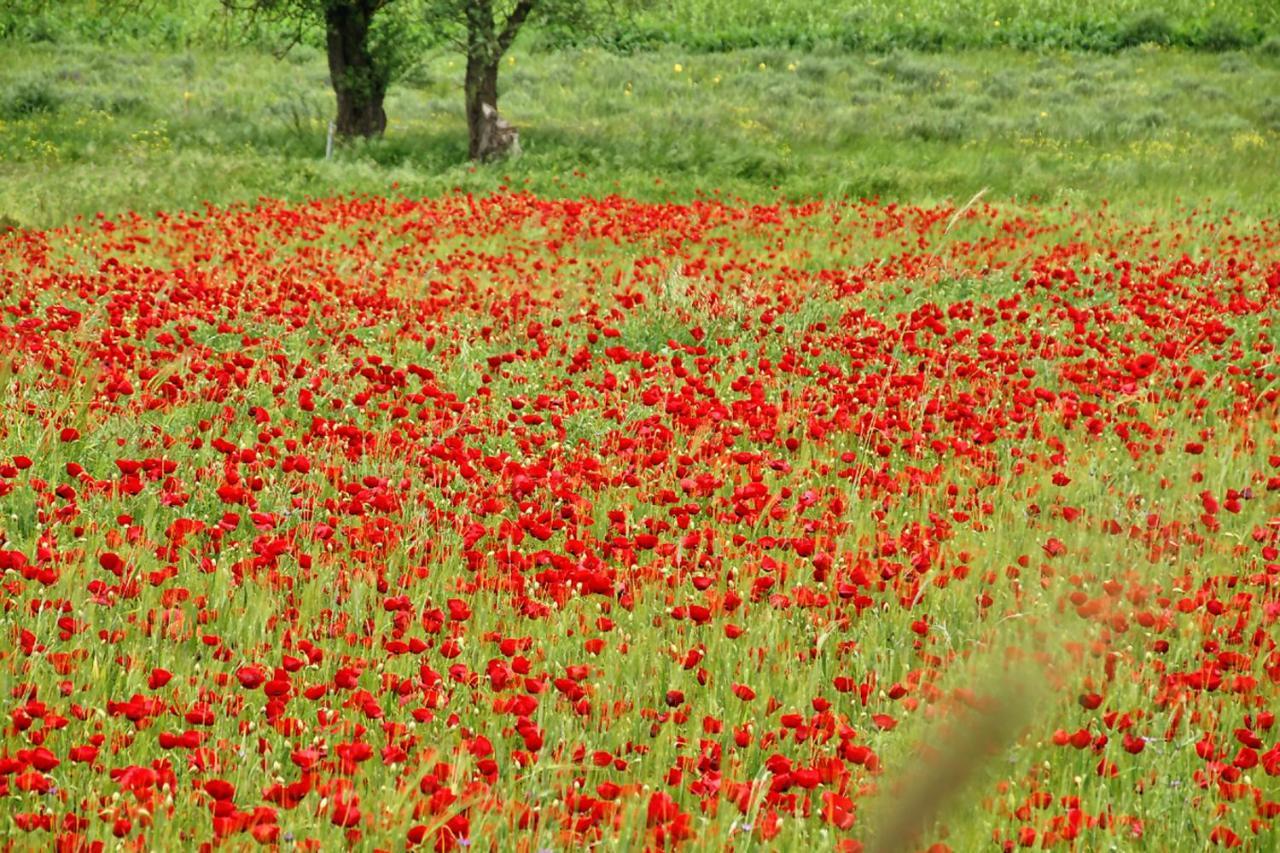 Chalet Coquelicot Kalavryta Eksteriør billede